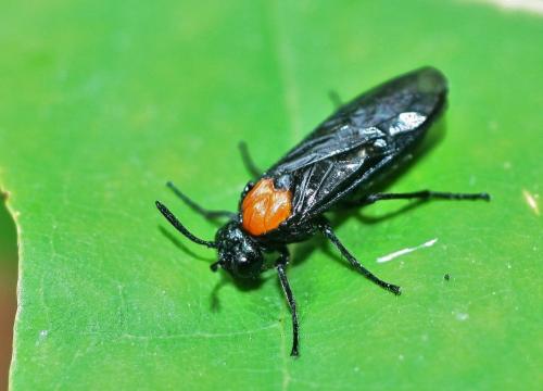 Réf. 335 490 : Arge thoracica